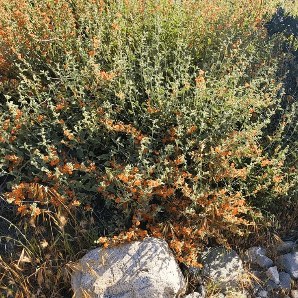 Desert Globemallow Shrub - Image 5