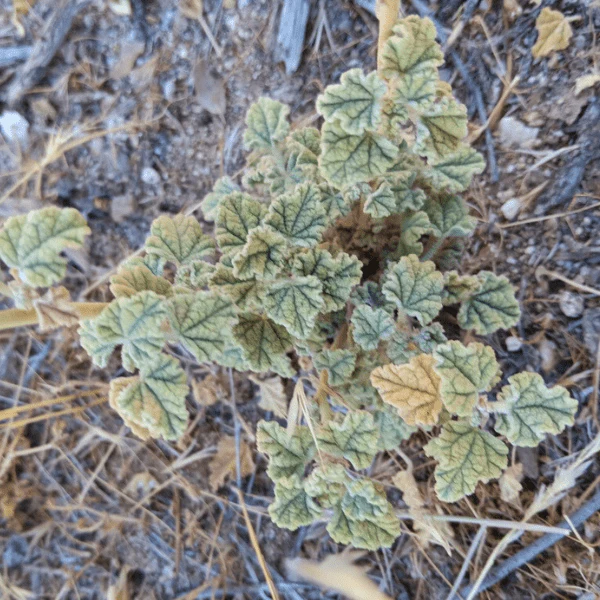 Desert Globemallow Shrub - Image 8