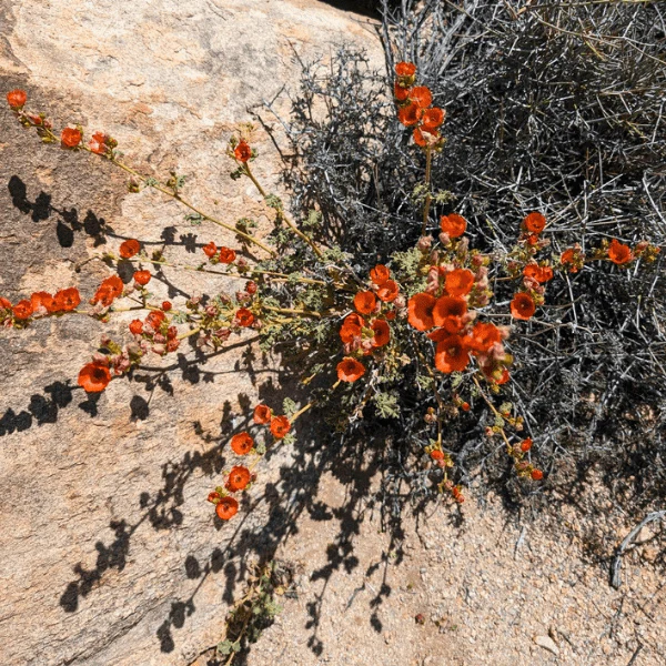 Desert Globemallow Shrub - Image 9