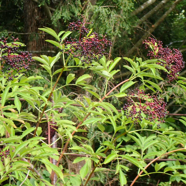 Elderberry Shrub - Image 3