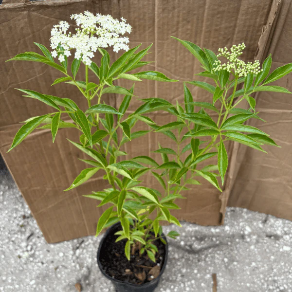 Elderberry Shrub - Image 5