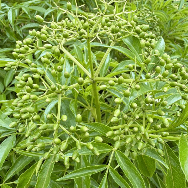 Elderberry Shrub - Image 6