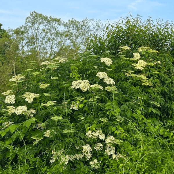 Elderberry Shrub - Image 8