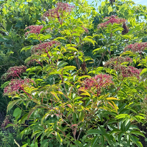 Elderberry Shrub - Image 9