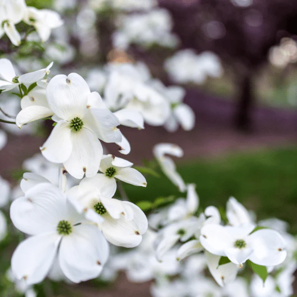 Flowering Dogwood Tree - Image 3