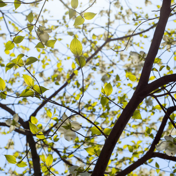 Flowering Dogwood Tree - Image 4