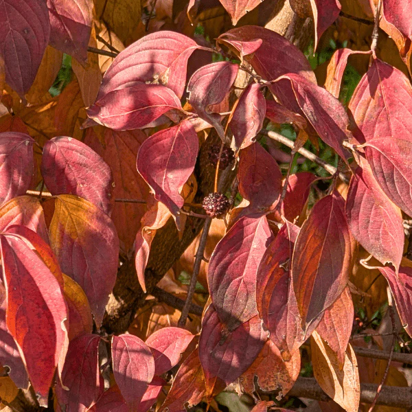 Flowering Dogwood Tree - Image 5