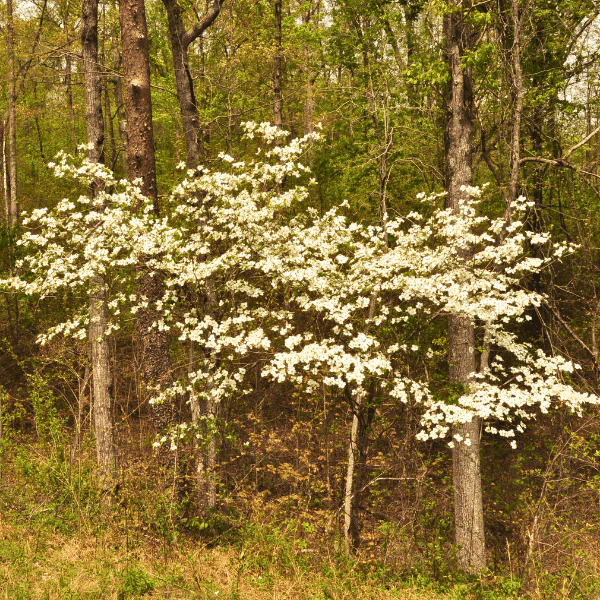 Flowering Dogwood Tree - Image 6