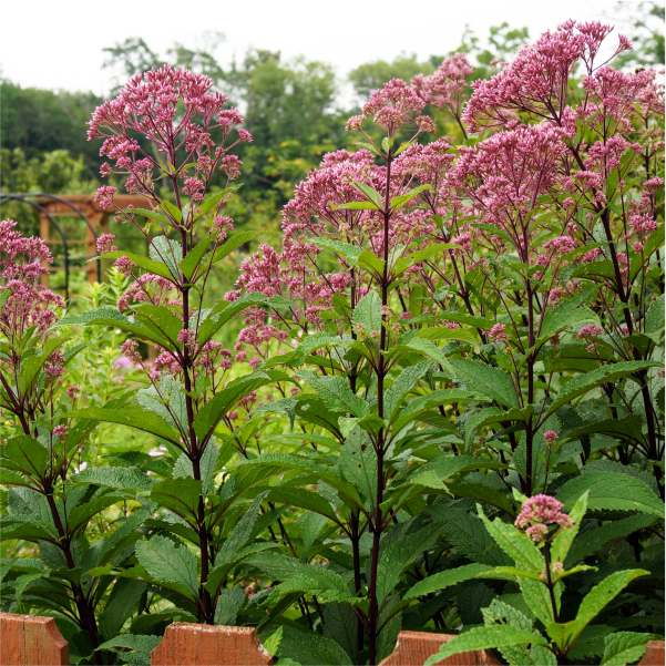 Fragrant Flowers - Image 3