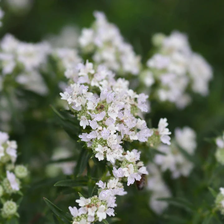 Fragrant Flowers - Image 4