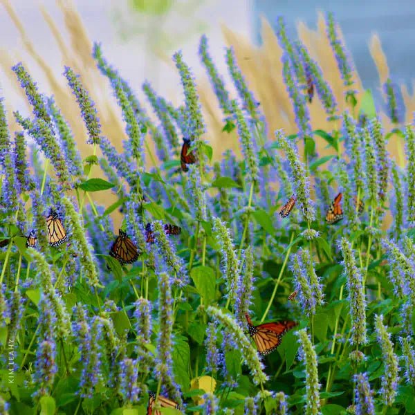 Fragrant Flowers - Image 6