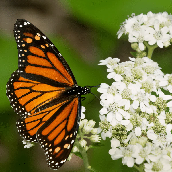 Butterfly Banquet - Image 5
