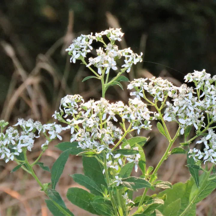 Frostweed Plant Sets - Image 3