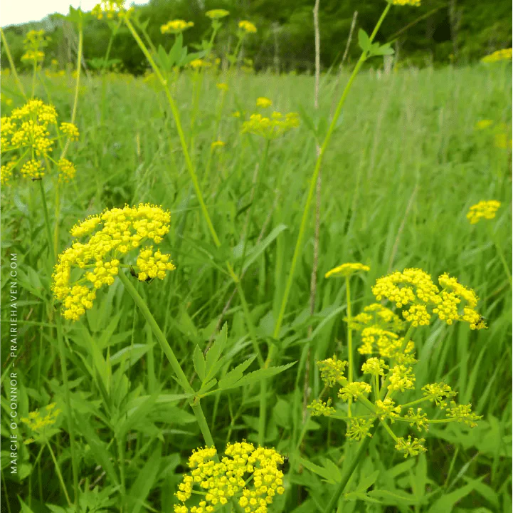 Golden Alexander Plant Sets - Image 3