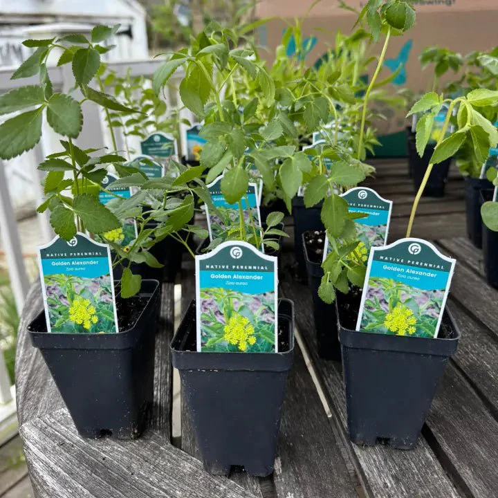 Golden Alexander Plant Sets - Image 4