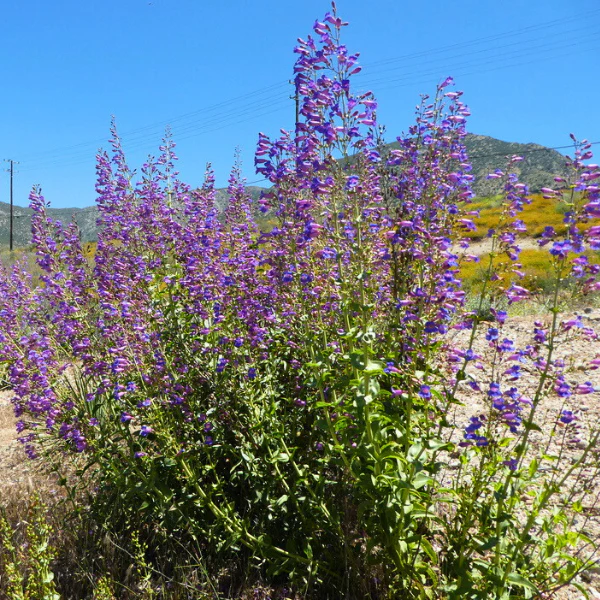 Showy Penstemon Plant Sets - Image 4