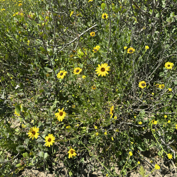 Coast Sunflower Plant Sets - Image 3