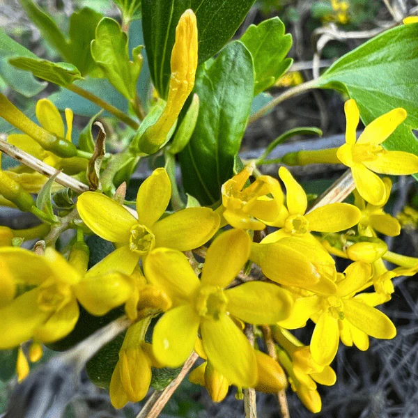 Golden Currant Shrub - Image 3