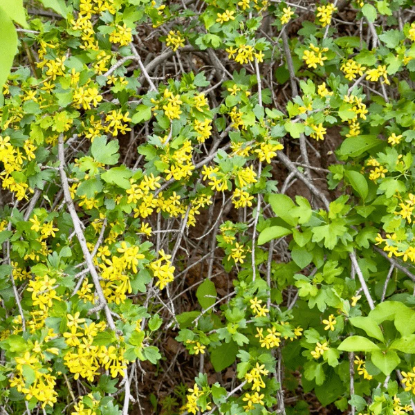 Golden Currant Shrub - Image 4