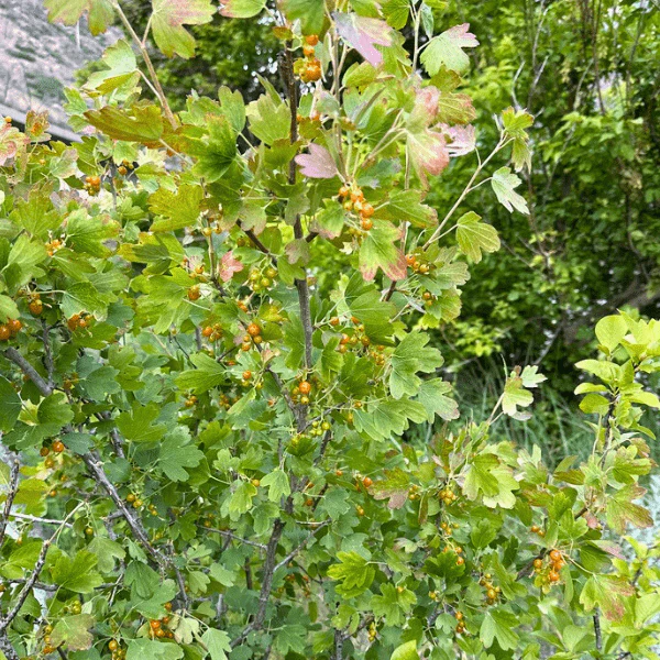 Golden Currant Shrub - Image 5