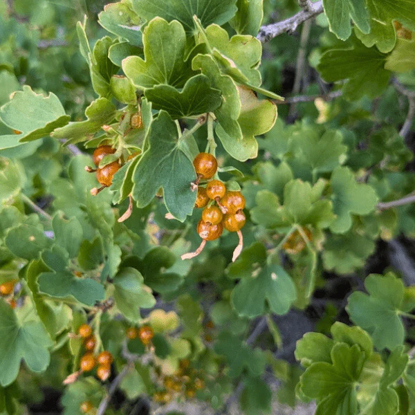 Golden Currant Shrub - Image 6
