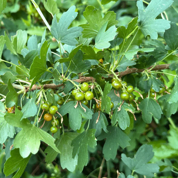 Golden Currant Shrub - Image 7