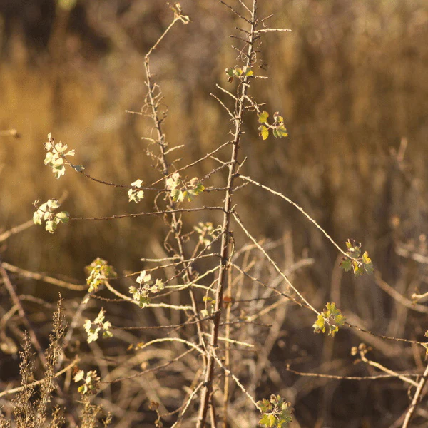 Golden Currant Shrub - Image 8