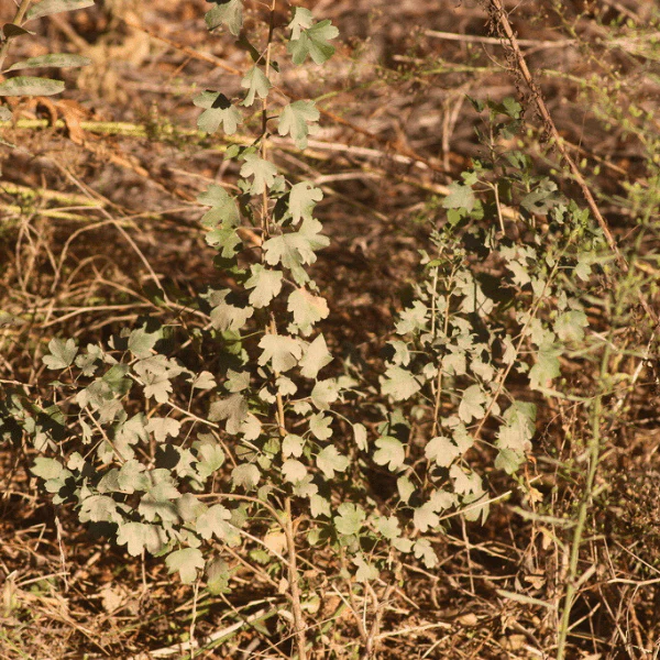 Golden Currant Shrub - Image 9