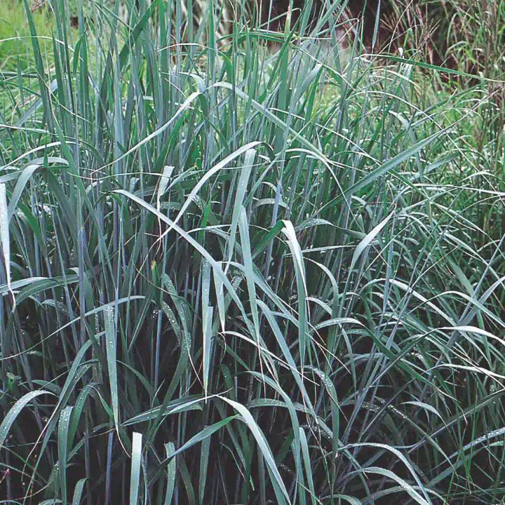 Grassy Gala - Image 3