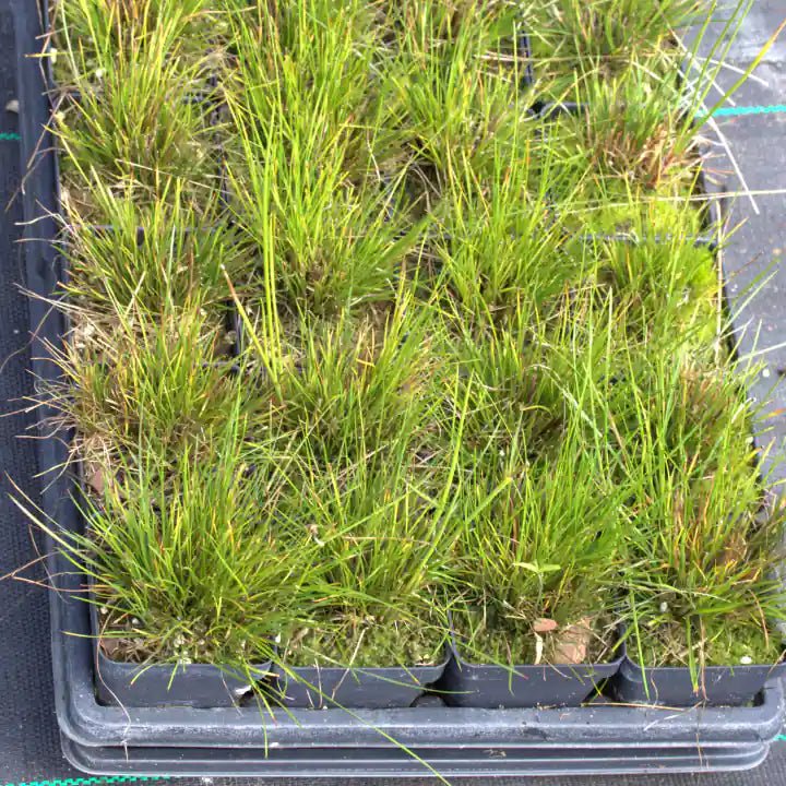 Grassy Gala - Image 4