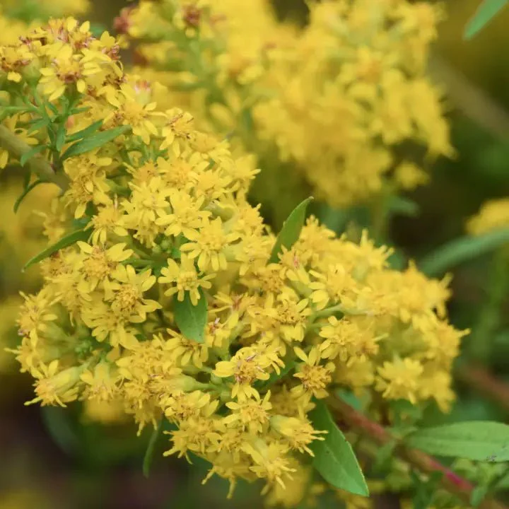 Grayleaf Goldenrod Plant Sets - Image 3