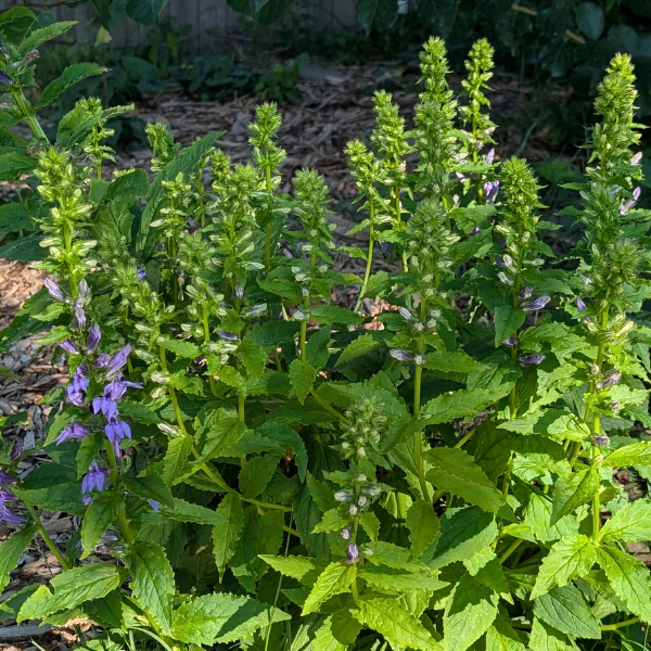 Great Blue Lobelia Plant Sets - Image 5