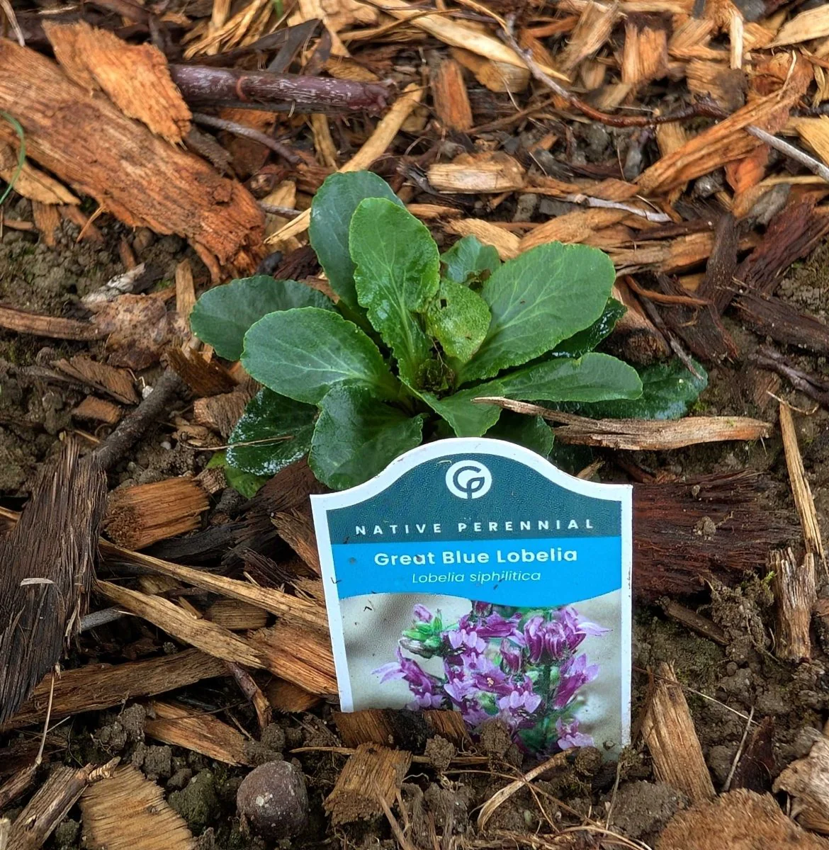 Great Blue Lobelia Plant Sets - Image 6