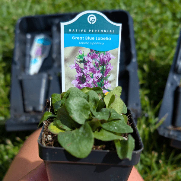 Great Blue Lobelia Plant Sets - Image 7