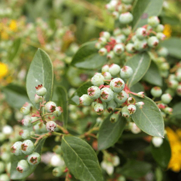 Highbush Blueberry Shrub - Image 3