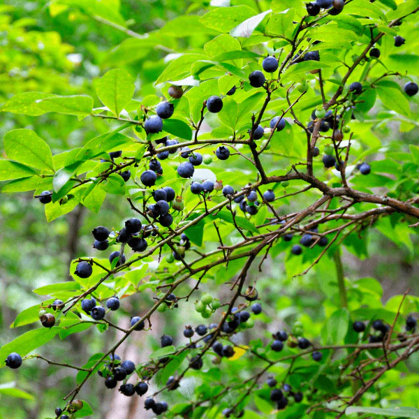 Highbush Blueberry Shrub - Image 4