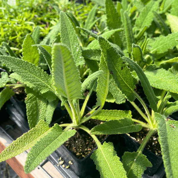 Hummingbird Sage Plant Sets - Image 3