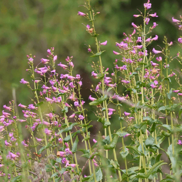 Hummingbird Hideaway - Image 5