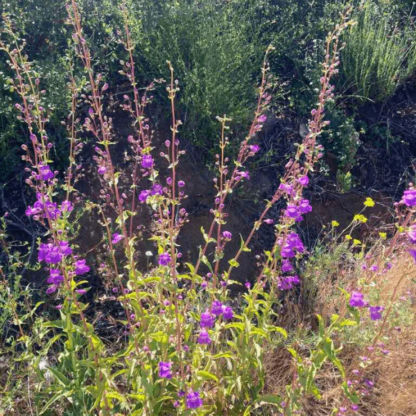 Showy Penstemon Plant Sets - Image 8
