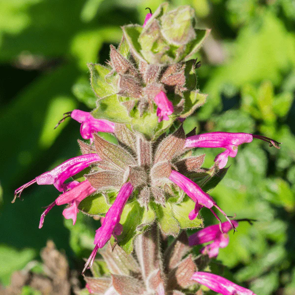 Hummingbird Sage Plant Sets - Image 5
