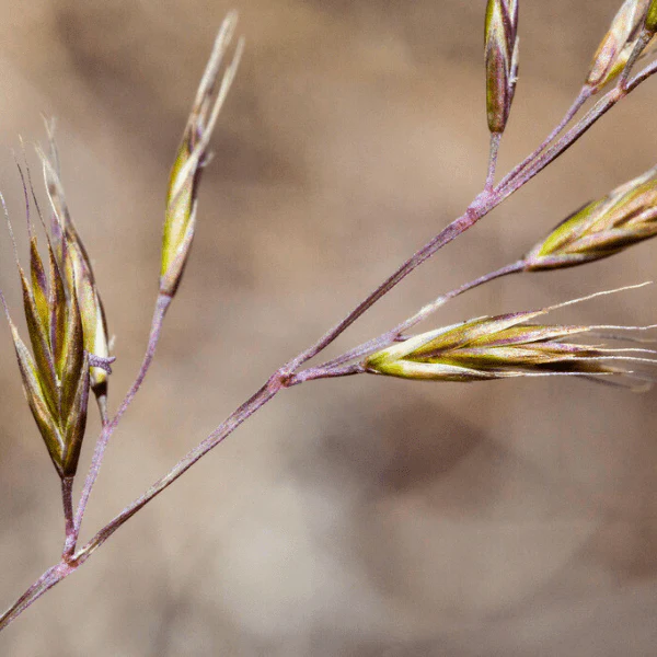 Idaho Fescue Grass Plant Sets - Image 3