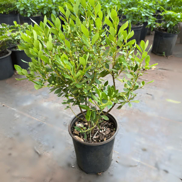 Inkberry Shrub - Image 4