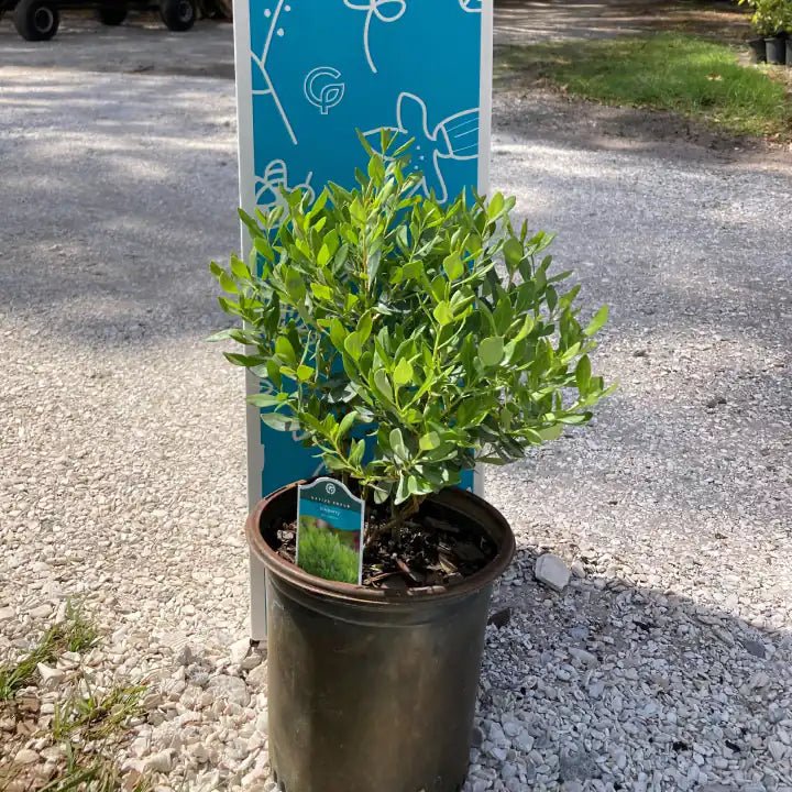 Inkberry Shrub - Image 6