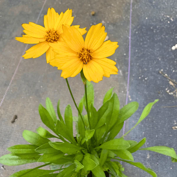Lanceleaf Coreopsis Plant Sets - Image 3