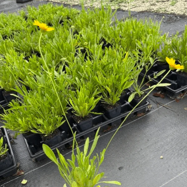 Lanceleaf Coreopsis Plant Sets - Image 4