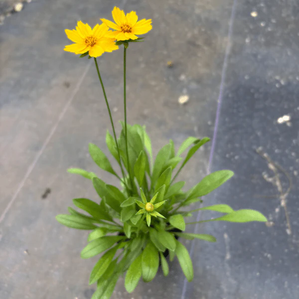 Lanceleaf Coreopsis Plant Sets - Image 5