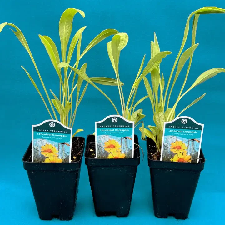 Lanceleaf Coreopsis Plant Sets - Image 6