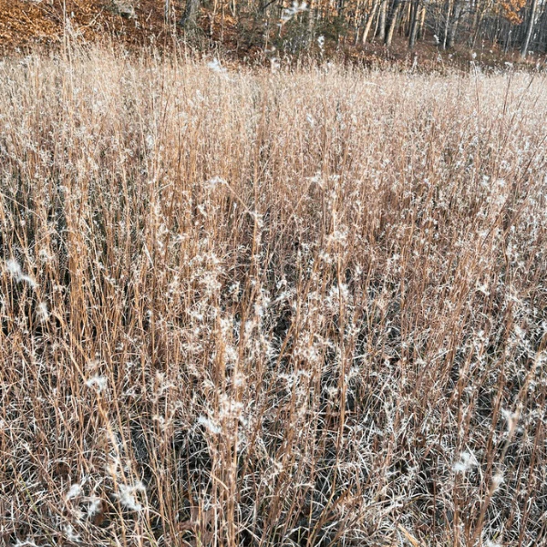 Little Bluestem Grass Plant Sets - Image 10