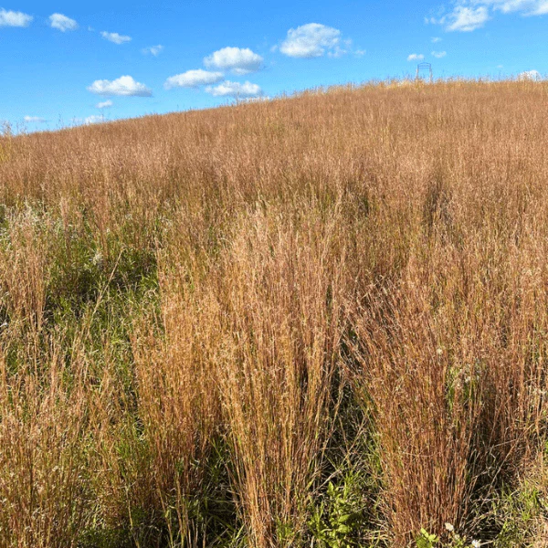 Little Bluestem Grass Plant Sets - Image 12