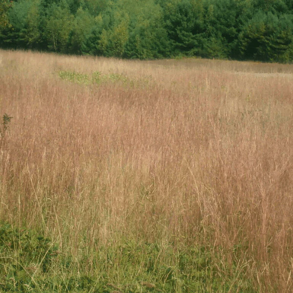 Little Bluestem Grass Plant Sets - Image 3